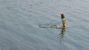 Pesca Deportiva en Avellaneda