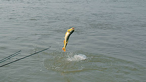 Pesca Deportiva en Reconquista